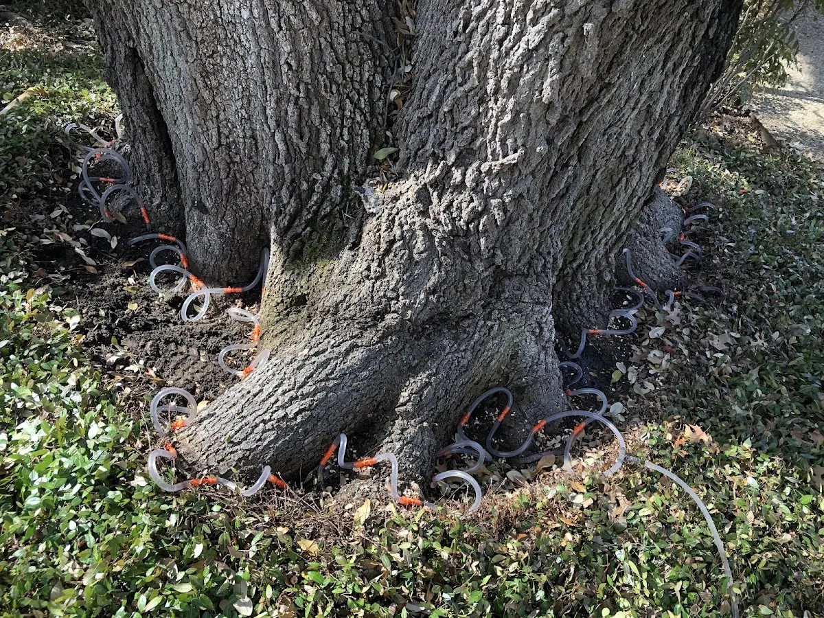 Detailed Tree Cabling and Bracing job site in Armonk