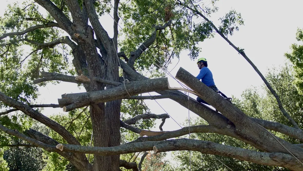 Professional Crown Thinning performed by certified arborists in Armonk