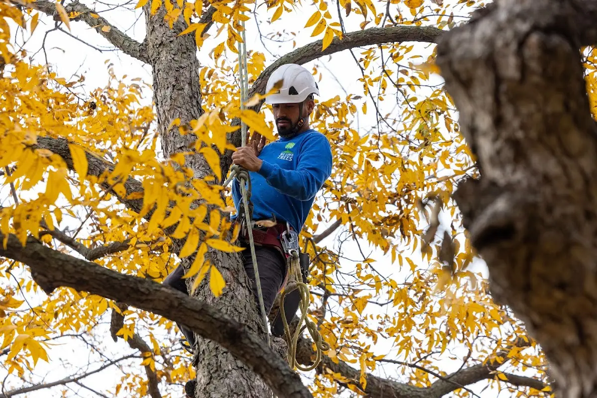 Skilled Tree Planting crew working in Armonk